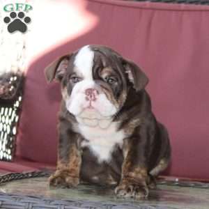 Ellie, English Bulldog Puppy